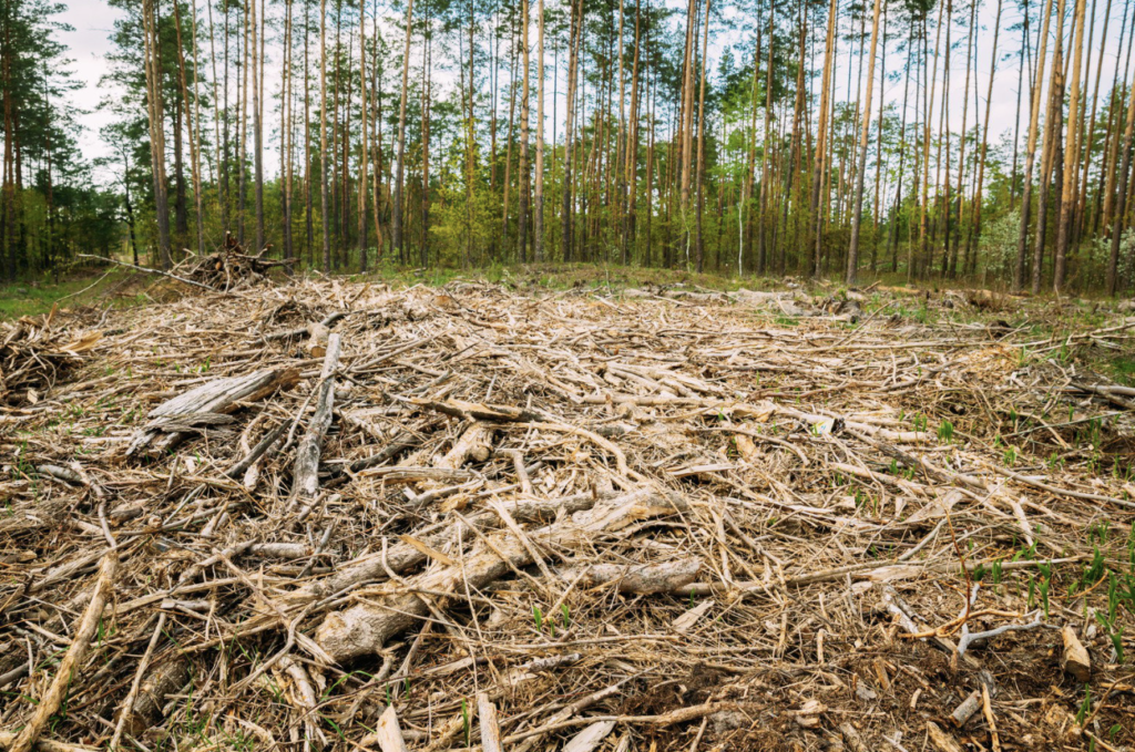 Cleared forest, debris and branches.